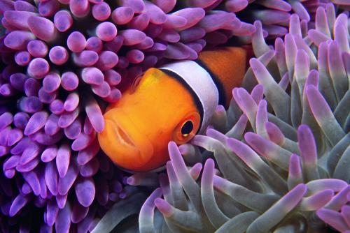 Percula Clownfish-H